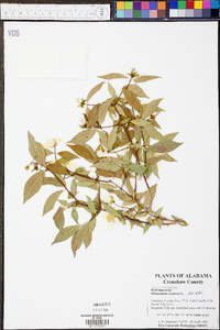 Philadelphus inodorus image