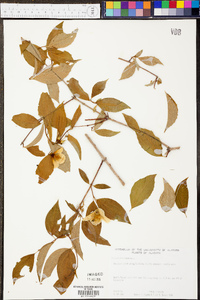 Philadelphus inodorus image