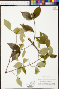 Philadelphus inodorus image