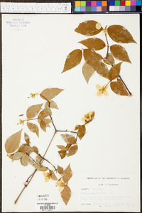 Philadelphus inodorus image