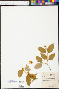 Philadelphus pubescens image