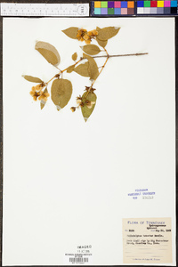 Philadelphus pubescens var. intectus image