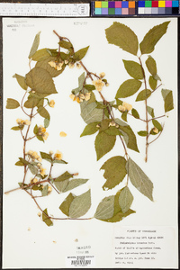 Philadelphus hirsutus image