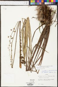 Sagittaria graminea image