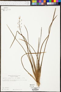 Sagittaria graminea image