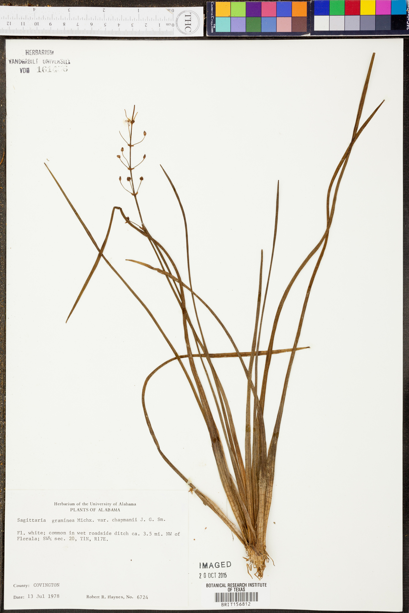 Sagittaria graminea var. chapmanii image