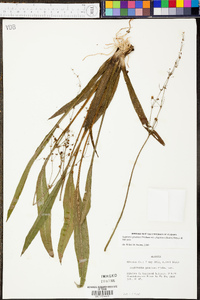 Sagittaria graminea var. chapmanii image