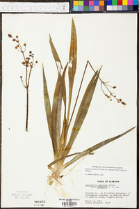 Sagittaria graminea image