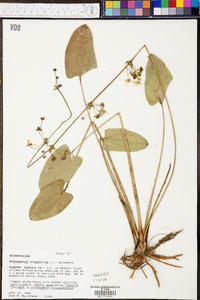 Echinodorus cordifolius image