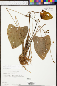 Echinodorus cordifolius image