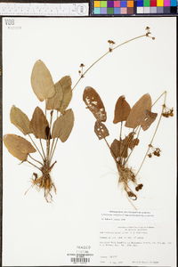 Echinodorus cordifolius image