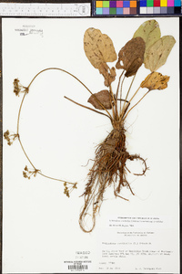 Echinodorus cordifolius image