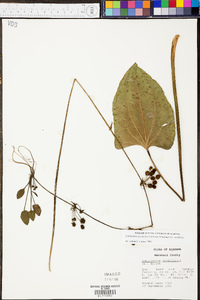 Echinodorus cordifolius image