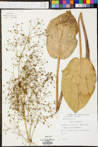 Alisma subcordatum image