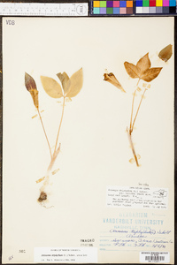 Arisaema triphyllum subsp. pusillum image