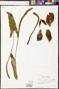 Peltandra sagittifolia image