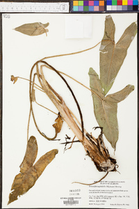 Peltandra sagittifolia image