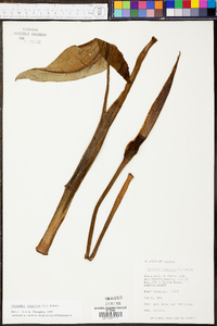 Peltandra sagittifolia image