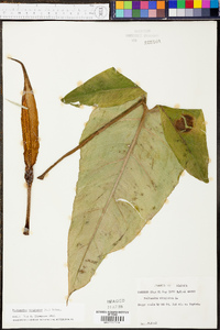 Peltandra sagittifolia image