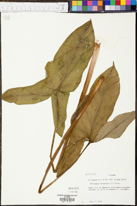 Peltandra sagittifolia image