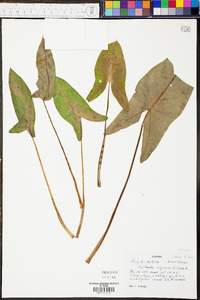 Peltandra sagittifolia image