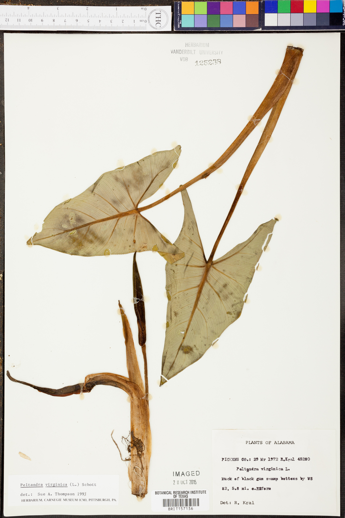 Peltandra sagittifolia image