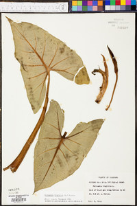 Peltandra sagittifolia image