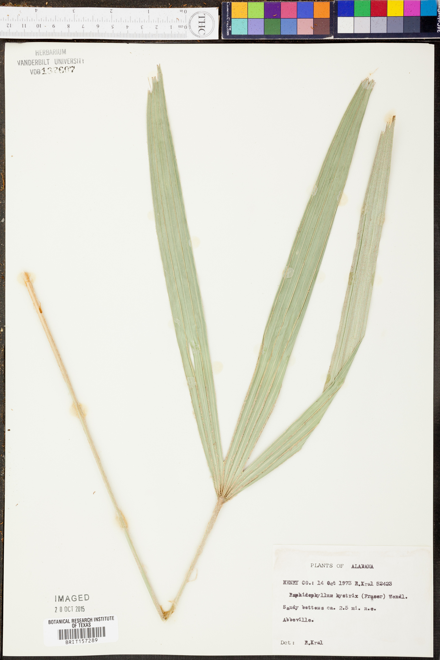 Rhapidophyllum hystrix image
