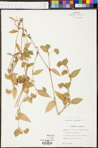 Commelina communis image