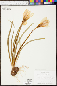 Zephyranthes atamasco image