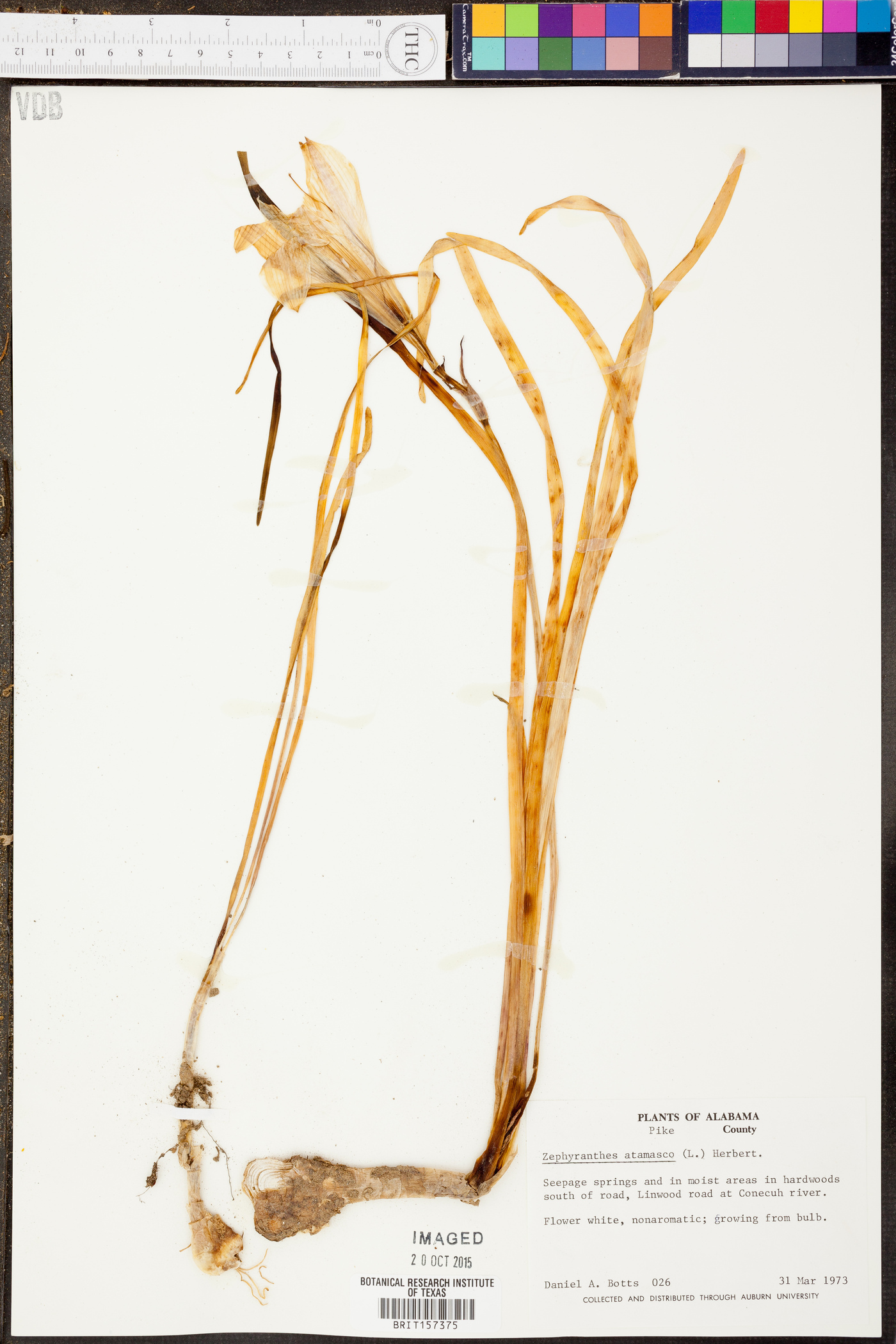 Zephyranthes atamasco image