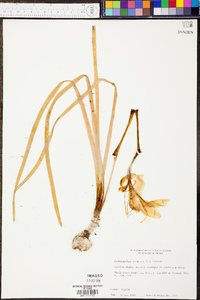 Zephyranthes atamasco image