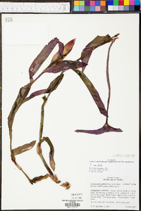 Tradescantia pallida image