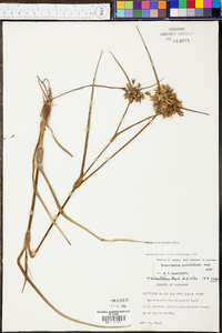 Tradescantia hirsutiflora image