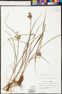 Tradescantia hirsutiflora image