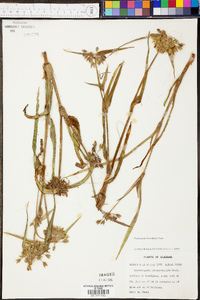 Tradescantia hirsutiflora image