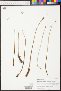 Habranthus texanus image