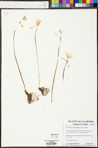 Habranthus tubispathus image