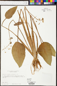 Sagittaria platyphylla image