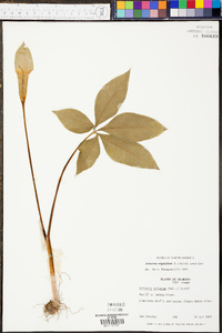 Arisaema quinatum image