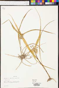 Tradescantia hirsuticaulis image