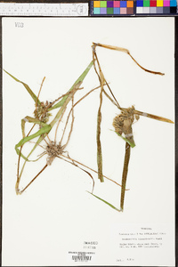 Tradescantia hirsuticaulis image