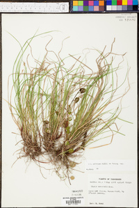 Carex albicans var. emmonsii image