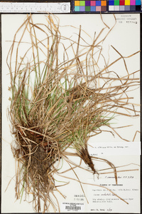 Carex albicans var. emmonsii image