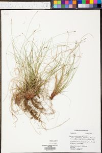 Carex albicans var. emmonsii image