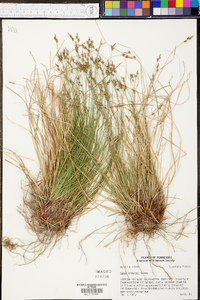 Carex albicans var. emmonsii image