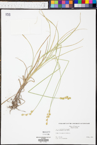 Carex albolutescens image