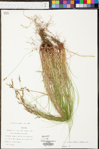 Carex albicans var. albicans image