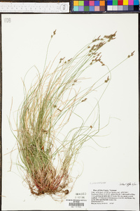 Carex albicans var. albicans image