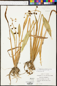 Sagittaria platyphylla image